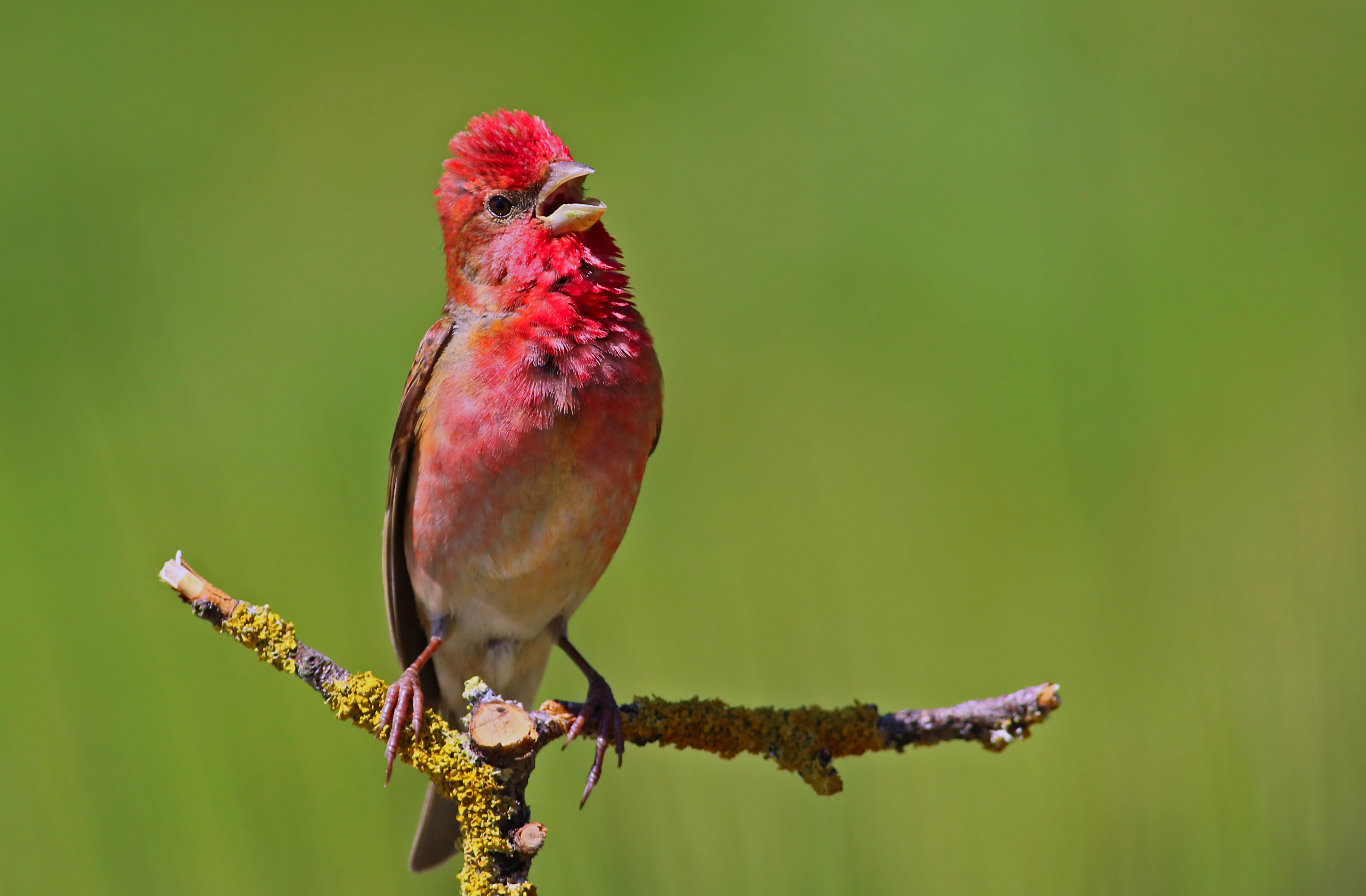 Common Rosefinch